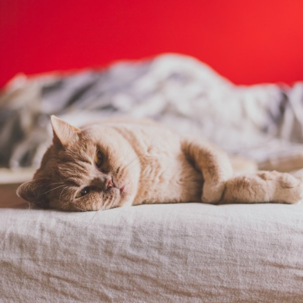 听着免费下载的助眠音乐，我Zzzz